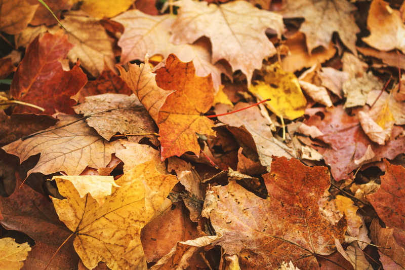leaves, leaf, crunchy leaf, maple leaf, autumn collection, change, fall, maple, 5K, plant part, nature, dried, orange color, dry, brown, backgrounds, close-up