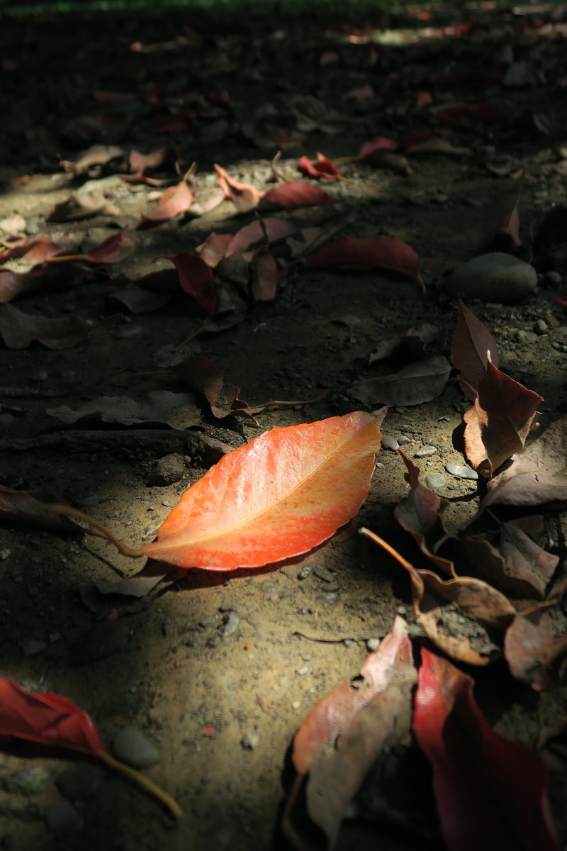 plant, leaves, selective focus, high angle view, beauty in nature, close-up, 5K, day, autumn collection, fall, falling, fragility, dead leaves, leaf, orange color