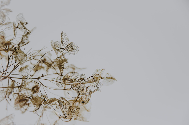 skeleton, closeup, flowering plant, petaled, day, close-up, flower, studio shot, dried, hydrangea, wilted plant, outdoors, leaf, dry, tree, fragility, photo