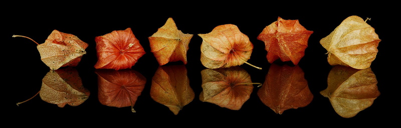 cut out, indoors, dried food, leaf, food, wellbeing, leaves withered, studio shot, autumn, no people, close-up, yellow, food and drink, nature, red, black color