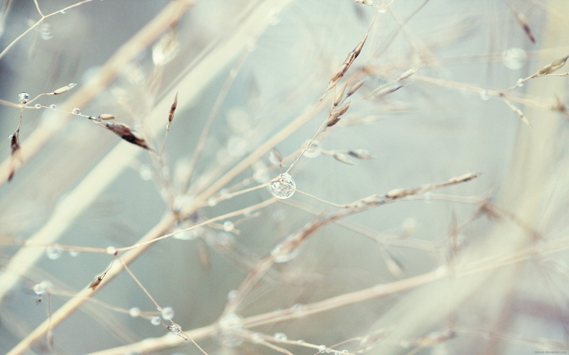 cold temperature, day, frost, light, cold - Temperature, beauty In Nature, no People, plant, tranquility, winter, close-up, outdoors, 1080P, branch, selective focus