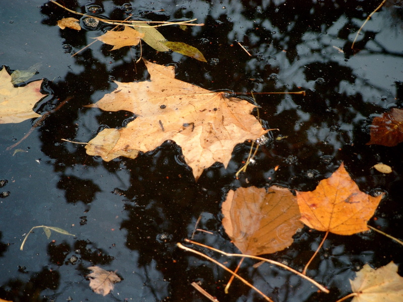 autumn, nature, dry, yellow, water, floating on water, autumn leaves, plant part, fall, tree leaf, 1080P, natural condition, dead leaf, floating, leaf
