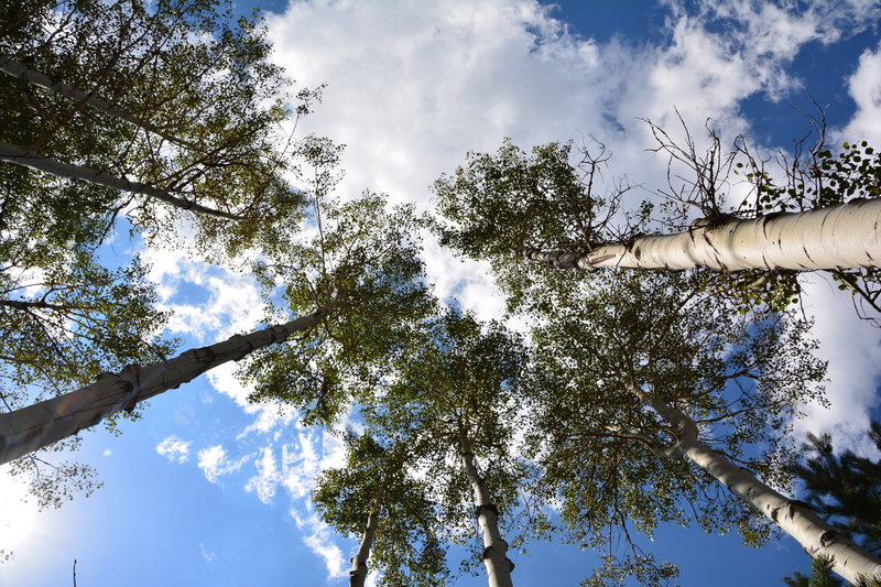 tree canopy, summer, unbelievable, outdoor, plant, atmosphere, tree trunk, sky, peace, season, directly below, taylor, outdoors, poplars, green color, growth