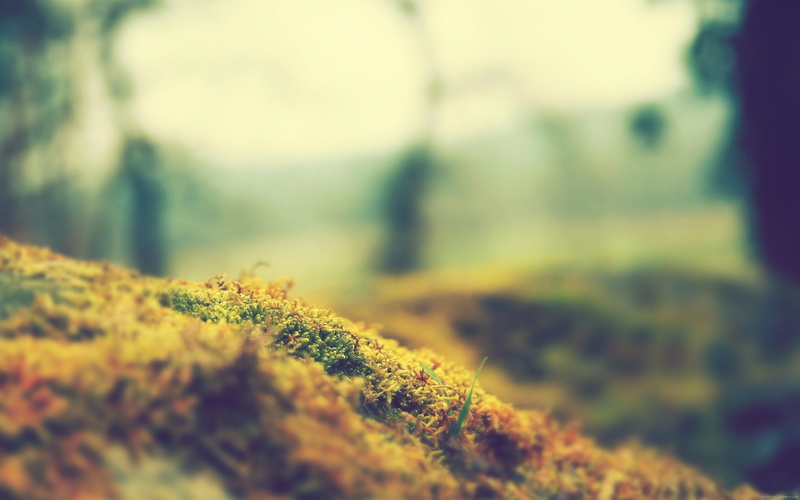 grass, 2K, brown, forest, wood, green, nature, lichen, close