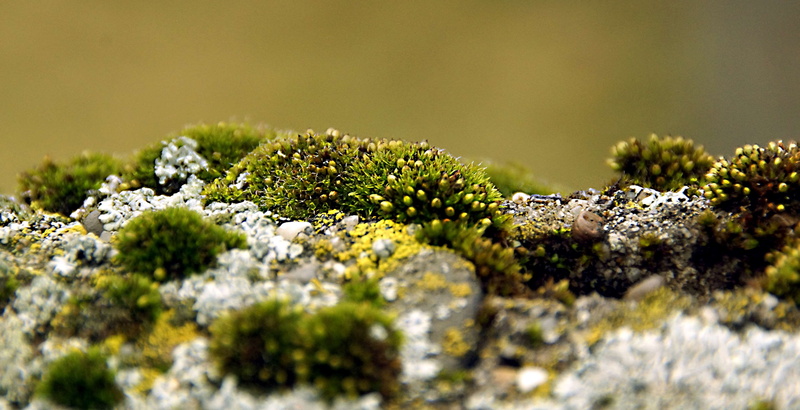 growth, lichen, close-up, green color, plants, environment, tree, nature, small, plant, lichens, food, land, no people, forest, outdoors, macro, vegetable