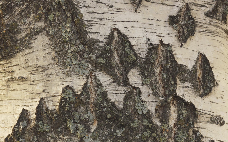 closeup, detail, bark, nature and landscapes, 2K, birch, lichen