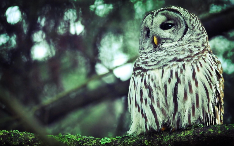 field, branch, filter, moss, animals, owl, bird, nature, lichen, depth of field, depth, 1080P
