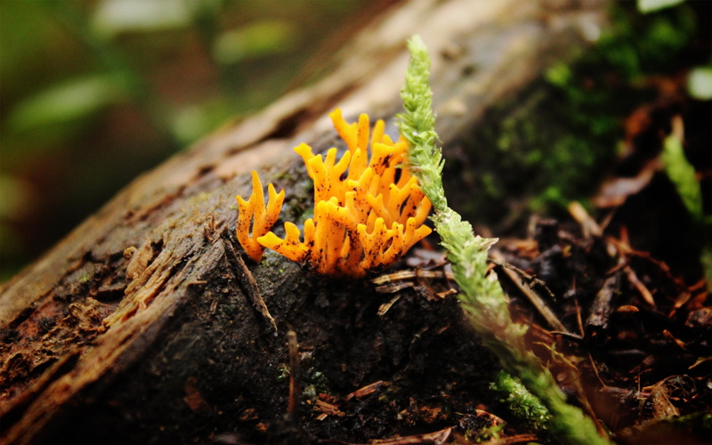 red, moss, yellow, 2K, brown, season, animal wildlife, multi Colored, animal, no people, plant, food, nature, day, backgrounds, growth, animal themes