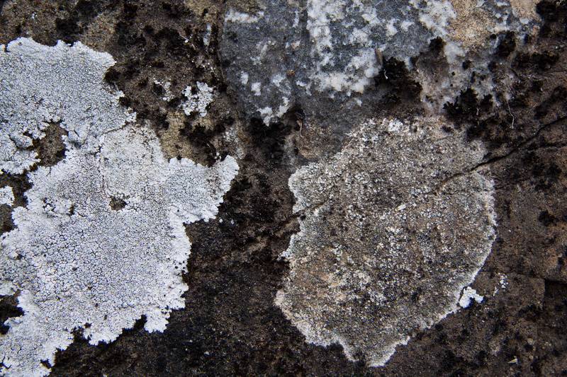 lichen, close-up, textured, grey, nature, winter, white, outdoors, built structure, land, weave, pattern, weathered, no people, solid, natural pattern