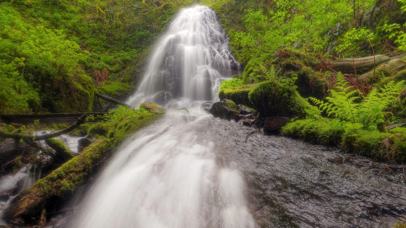 1080P, beautiful, nature, fallen, forest, 3d and abstract, falls, ferns, lush, logs, fairy, lichen, waterfalls