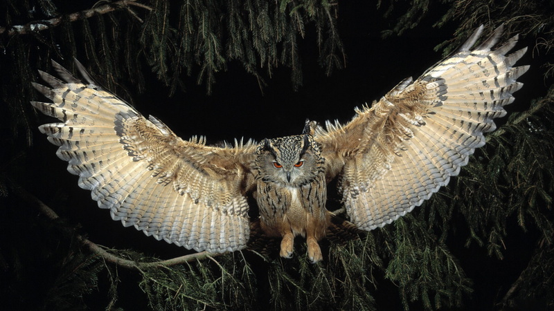 1080P, owl, birds, animals