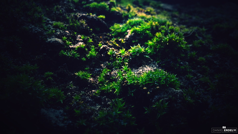 nature, selective focus, lichen, no people, growth, day, green, plant part, plant, macro, moss, field, tree, vulnerability, tranquility, leaf, beauty in nature