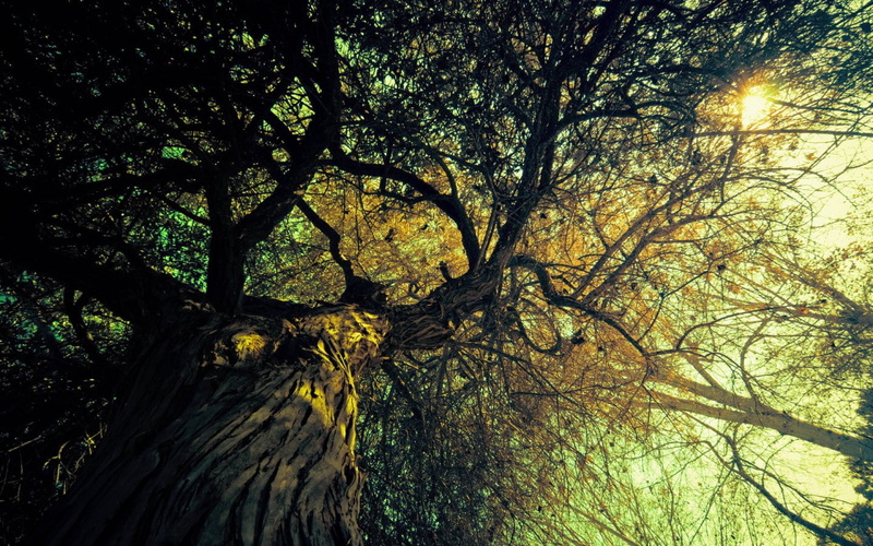 trees, 720P, sunlight, worms eye view, nature, filter