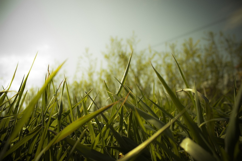 nature, tranquility, scenics, grass, 2K, sky, land, summer, growth, beauty In Nature, sunlight, macro, springtime, landscape, meadow, season, sun, bright
