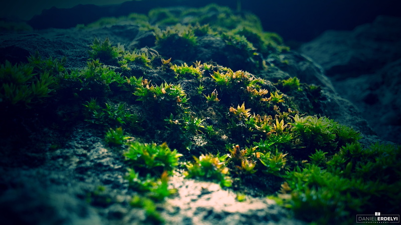 macro, green, 2K, moss, photography