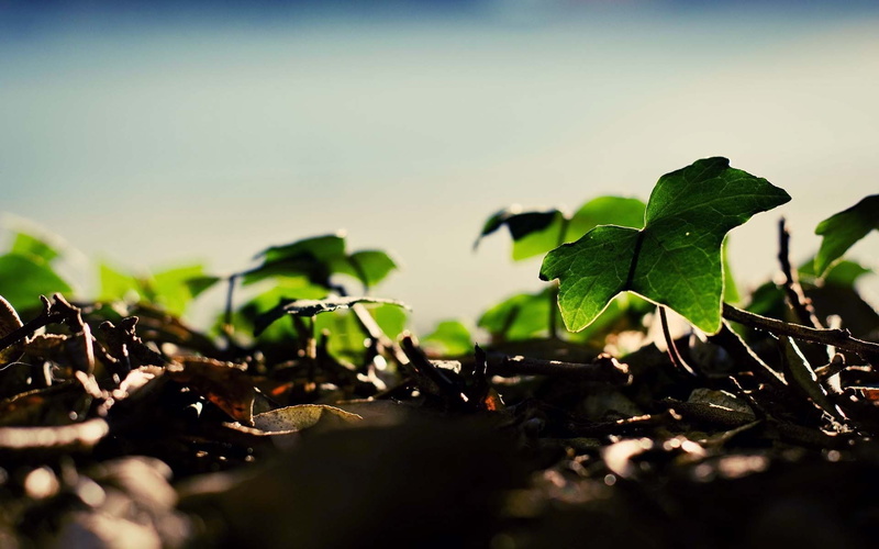 1080P, macro, worms eye view, nature, plants