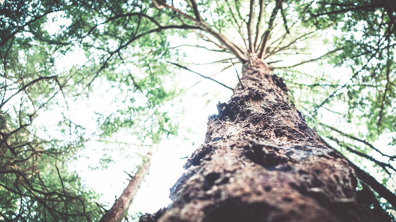 branch, forest, green color, tree canopy, directly below, selective focus, tree trunk, bark, 1080P, tall - high, tree, low angle view, day, beauty in nature