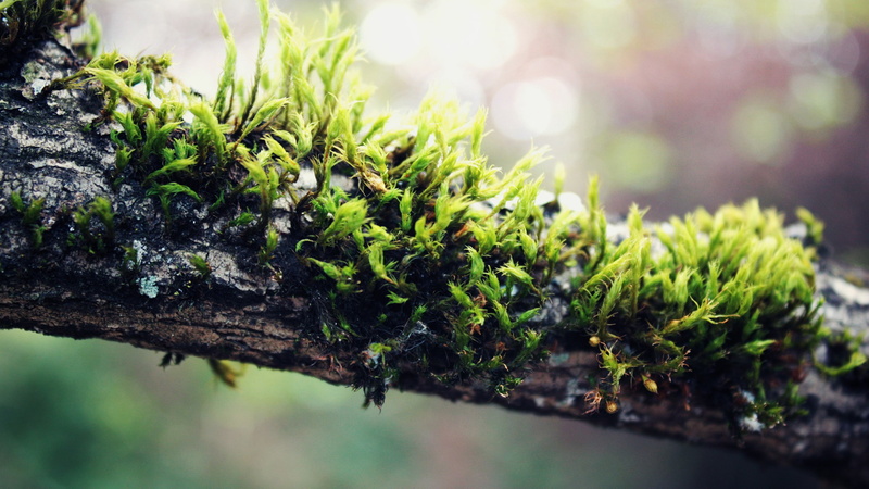 green color, plants, selective focus, day, pine tree, branch, nature, beauty in nature, outdoors, close-up, trunk, sunlight, focus on foreground, moss