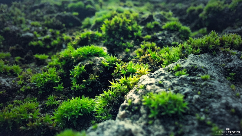 day, selective focus, green, growth, blue, rock, solid, no people, lichen, photography, tree, green color, lush foliage, plant, outdoors, foliage, rainforest