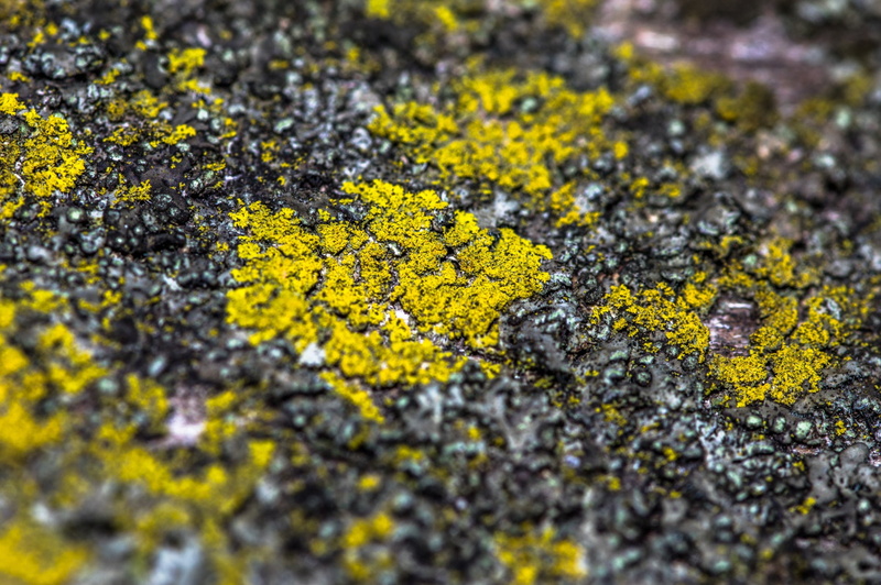 macro, freshness, high angle view, lichen, rough, close-up, yellow, road, textured, no people, backgrounds, beauty in nature, selective focus, growth, outdoors