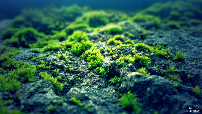 tranquility, land, moss, environment, forest, photography, plant, day, solid, nature, growth, outdoors, lichen, blue, green color, green, beauty in nature