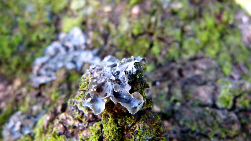 textured, selective focus, day, tree, nature, fungus, land, beauty in nature, plant, rock - object, solid, focus on foreground, rock, moss, green color