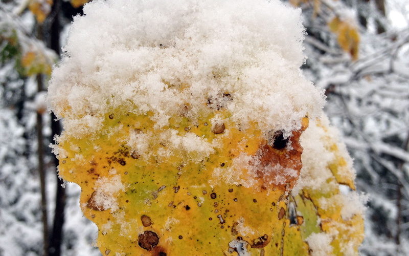 day, outdoors, growth, 2K, leaves, plant, frozen, nature, white color, no people, close-up, tree, ice, covered, tranquility, photography, lichen, winter