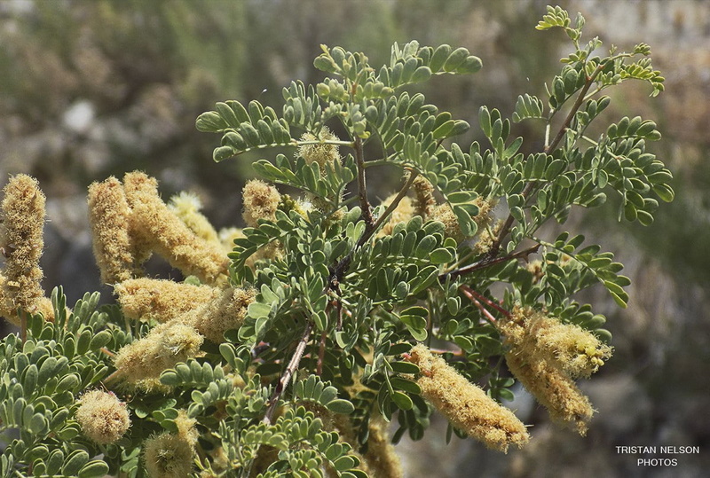 selective focus, plant part, closeup, fragility, plants, focus on foreground, tree, day, leaf, no people, flower, close-up, freshness, lichen, outdoors