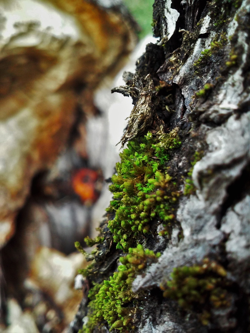 green, plant bark, tree trunk, lichen, growth, textured, trunk, rock - object, rock, focus on foreground, moss, rough, plant, solid, 2K, selective focus