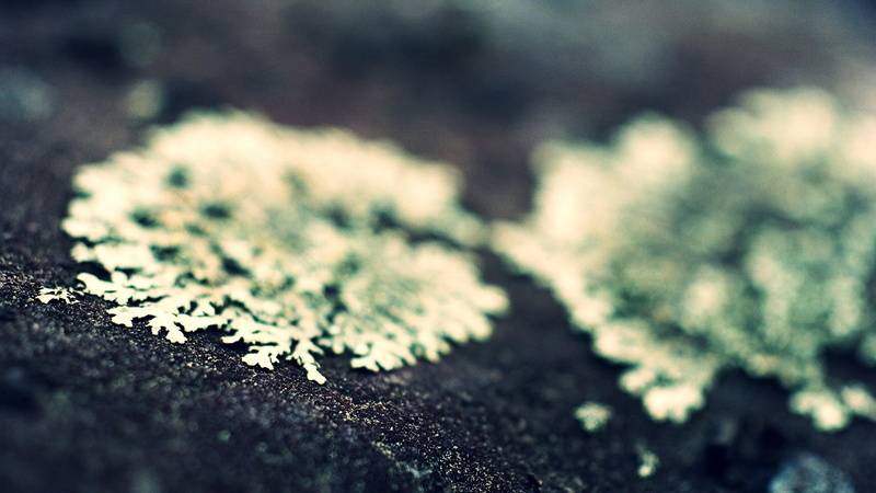 moss, textured, outdoors, 1080P, close-up, growth, nature, full frame, tree, backgrounds, day, depth of field, plants, pattern, green color, beauty in nature