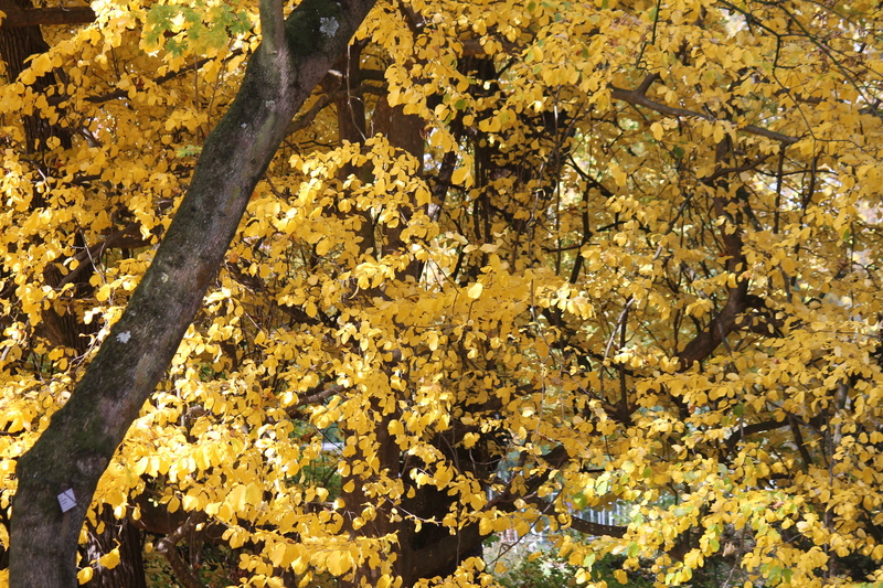 full frame, outdoors, leaves, trunk, sunlight, growth, change, 4K, leaf, yellow, day, no people, tree, beauty in nature, fall, lichen, plant part, tranquility