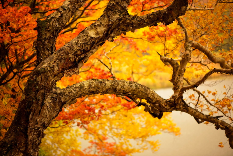 close-up, focus on foreground, no people, orange color, tree trunk, leaves, day, branch, beauty in nature, growth, low angle view, plant, lichen, leaf
