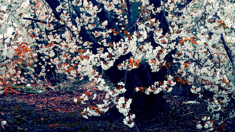 no people, plant, cherry blossom, lichen, brown, white, tranquility, land, branch, white color, day, flowering plant, growth, outdoors, nature, fragility