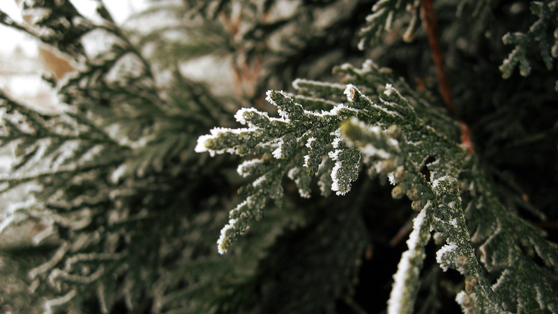 nature, tree, outdoors, trees, winter, close-up, plant, beauty in nature, fir tree, focus on foreground, selective focus, branch, frozen, day, ice, lichen