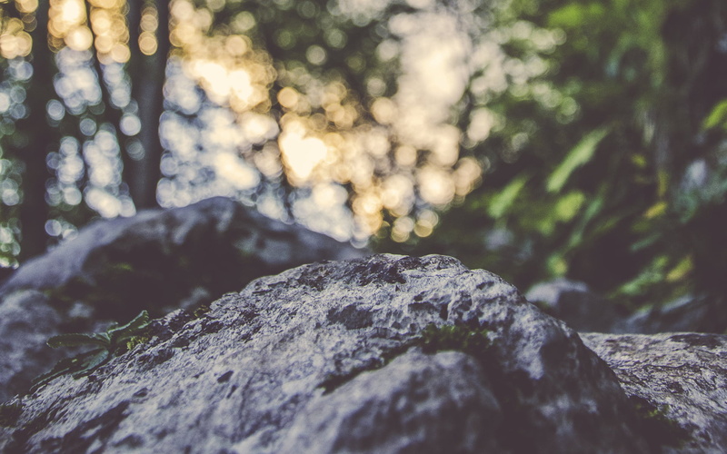 leaf, mountain, close-up, sunlight, stone - Object, focus on foreground, rough, gray, lichen, growth, solid, freshness, environment, outdoors, 1080P, day