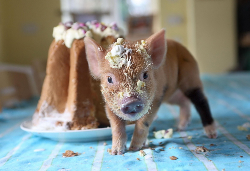 soiled, brown, cake, pig, 2K