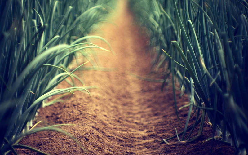 tree, field, plant, direction, agriculture, outdoors, grass, the way forward, 1080P, green, pathway, growth, depth of field, land, brown, green color