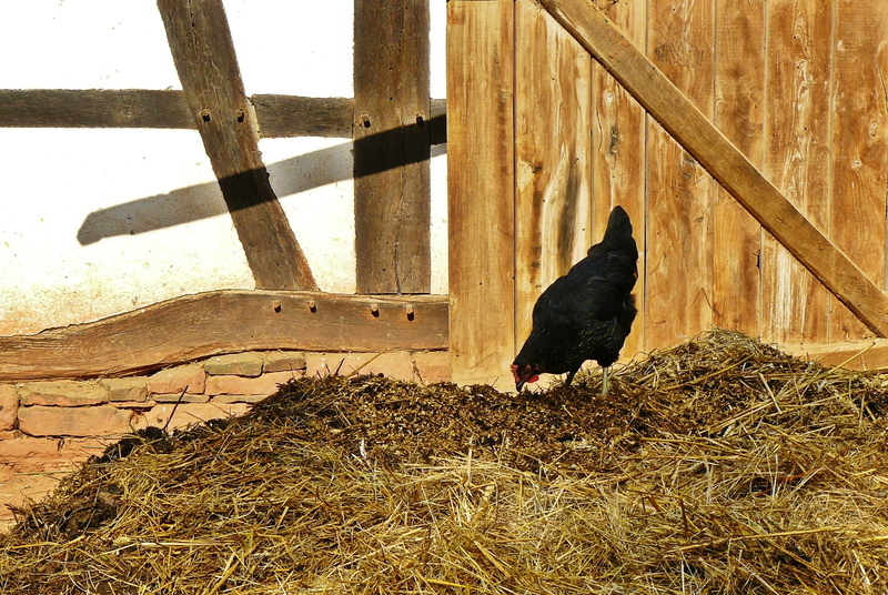 truss, standing, stall, dung, germany, pets, domestic animals, poultry, ayam, animals in the wild, black color, livestock, animal, haystack hühnerhof, outdoor