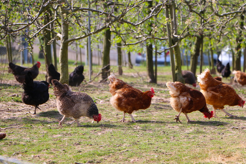 plant, farm, daytime, hens, food, leaf, bird, 5K, day, tree, chicken - Bird, hen, outdoor, livestock, outdoors, black, poultry, chicken Coop, field, animal wildlife