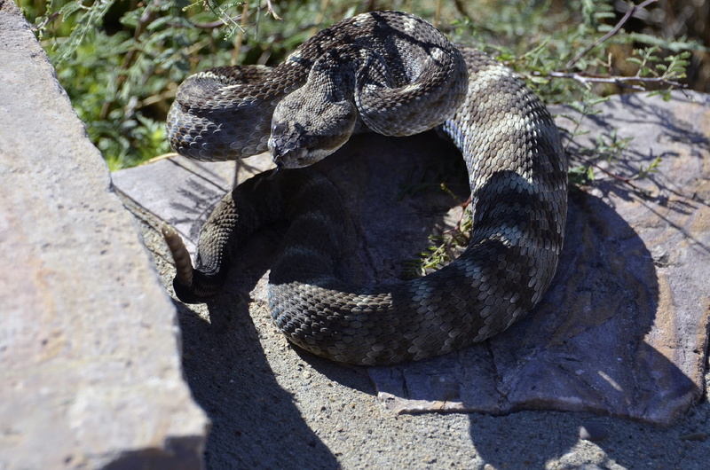 pit viper, 1080P, danger, vertebrate, serpent, animal wildlife, elephant, animals in the wild, sunlight, solid, day, no people, green rattler, tree, rock