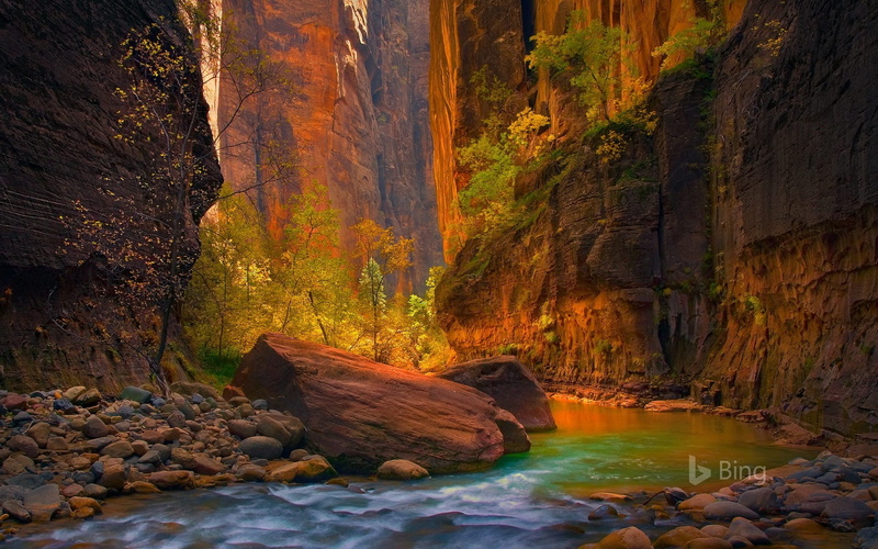 tree, beauty in nature, autumn, flowing, rock, water, land, scenics - nature, long exposure, idyllic, solid, zion, no people, rock formation, non-urban scene