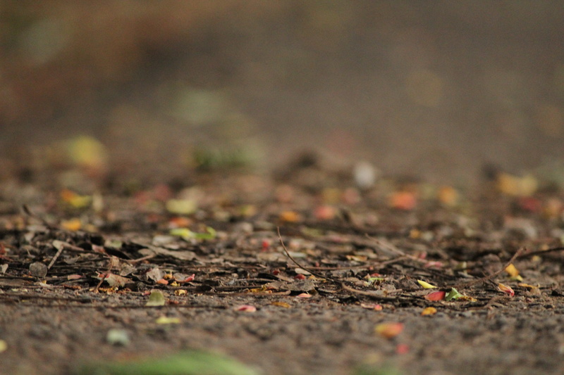 path, brown, dirt, blurred, dirt road, nature, 5K, abstract, road, soil