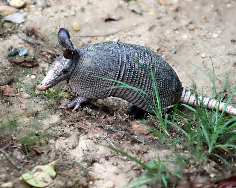 day, 2K, armadillo, wildlife, vertebrate, brown, high angle view, dasypus novemcinctus, one animal, animal, reptile, plant, mammal, selective focus, grass