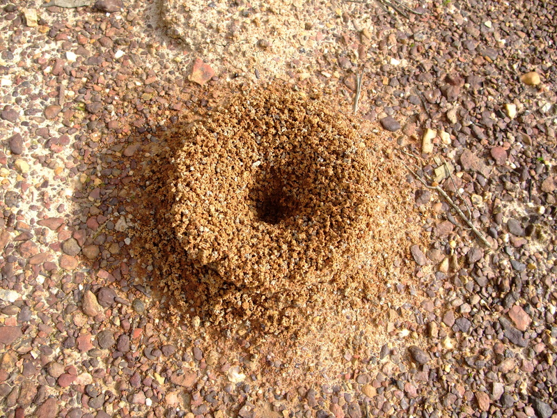 no people, pest, brown, shape, Ant, pattern, antenna, high angle view, outdoors, 4K, Insect, wildlife, field, surface, nest, day, full frame, Nature, bite