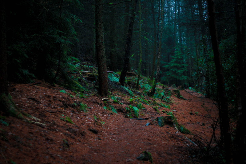 mystery, tree Trunk, day, tree, tranquil Scene, outdoors, color Image, footpath, no People, beauty In Nature, brown, wilderness Area, extreme Terrain, plant