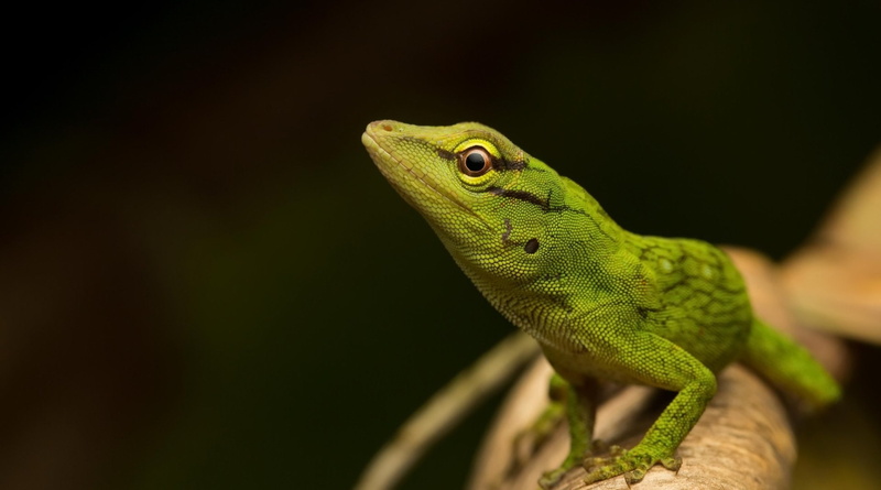 1080P, Reptiles, Green Anole, Lizard, Reptile, Wildlife