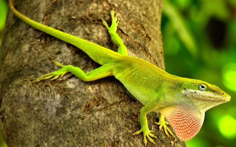 mobile, caribbean, green, anolis, hd, carolina, united, states, carolinensis, native, southeastern, anole, lizard, 1080P