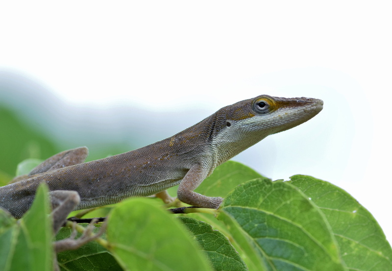 animals in the wild, lizard, looking, reptiles, Brown Anole, climbing, Lizard, pets, animal, nature, animal wildlife, no people, gecko, anole, fauna, climb