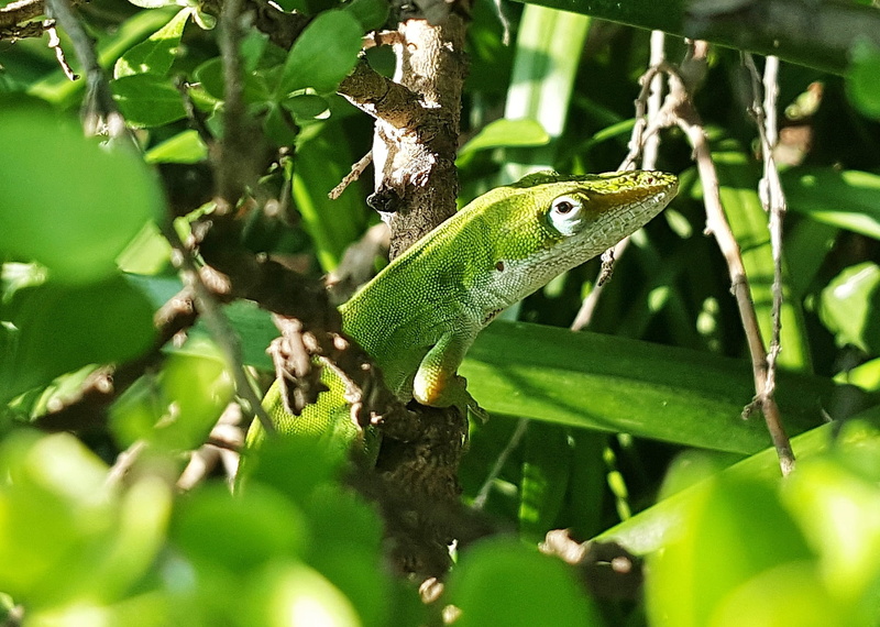 iguana, lizard, close-up, animals in the wild, leaf, dactyloidae, one animal, reptile, animal wildlife, gecko, animal, vertebrate, no people, plant part