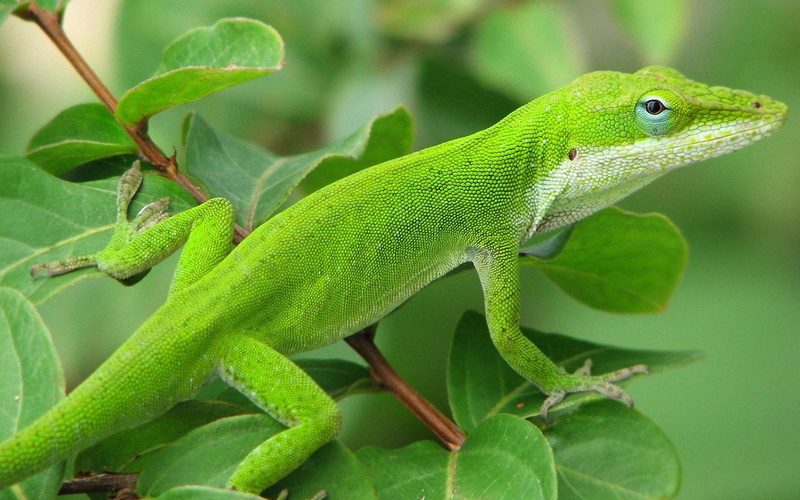 Animal, 1080P, Reptiles, Lizard, Green, Reptile, Green Anole, Anole